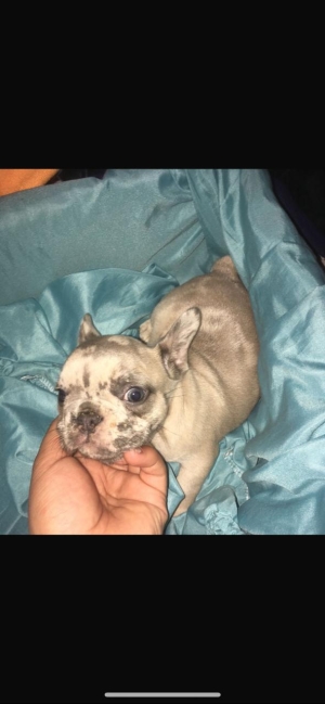 bulldog francais