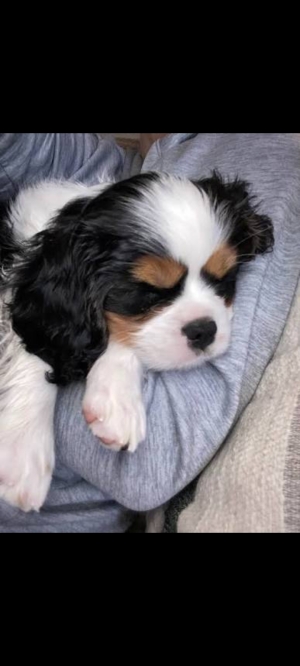Cavalier king charle