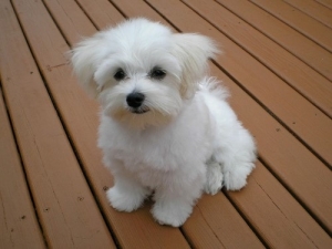 Pure bichon maltais