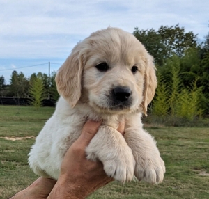 Golden retriever