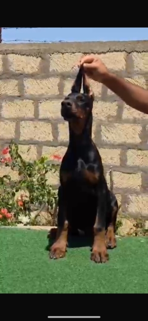 Doberman pedigree âgée de 4 mois vacciné