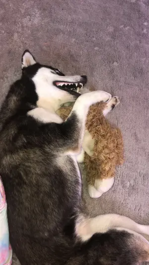 Husky sibérien femelle