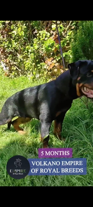 Chiots Rottweiler mâle et femelle de 6 mois à vendre