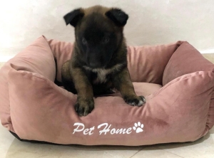 chiots malinois a vendre