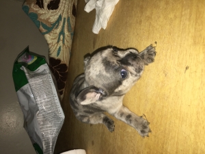 Bulldog français