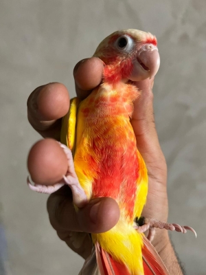 Bébé molinae ananas