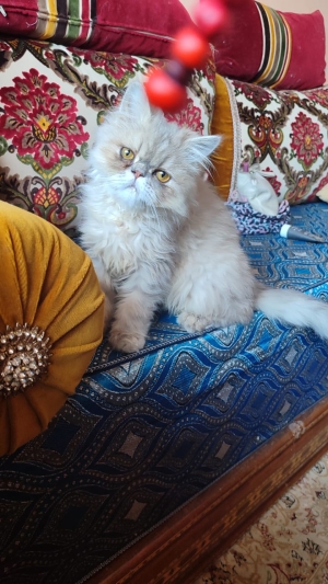 Chaton persan mâle