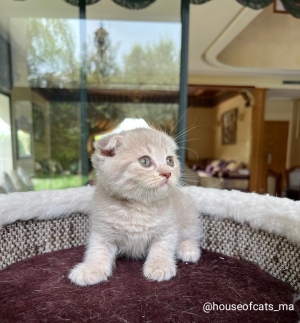 Scottish fold