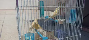 Canari