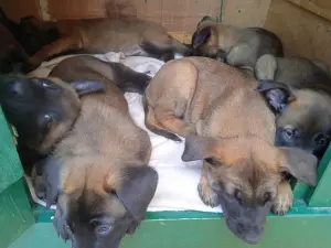 Chiots Berger belge malinois