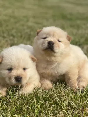 Chiots chow-chow