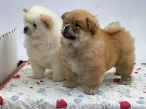 Chow-chow