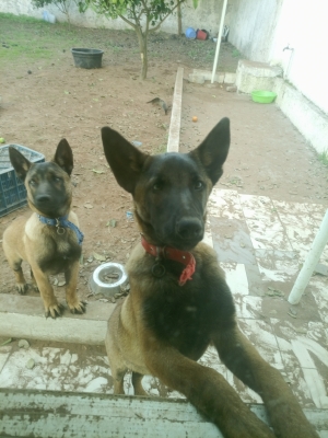 Malinois pour adoption