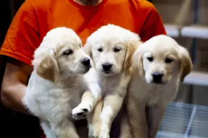 chiots golden retriever