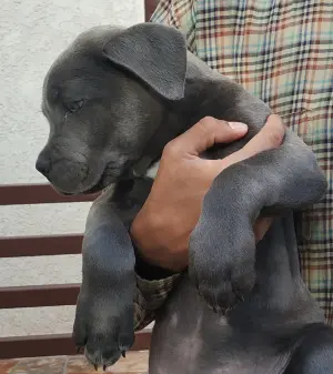 Chiot cane corso