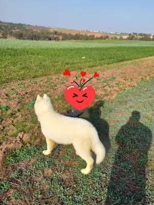 Chien husky sibérien