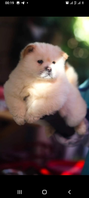 Chowchow
