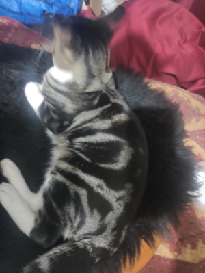 Chatons bengali marbear