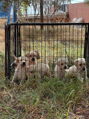 Labrador ✨