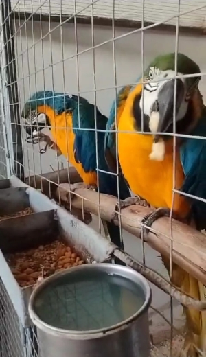 Perroquet ara macaw