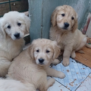 Golden retriever