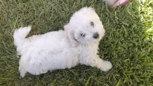 Bichon maltais Toy