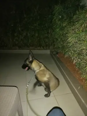 Chienne malinois