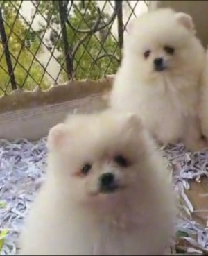 Spitz pomeranian nain