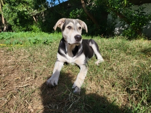 Chiot doux à donner