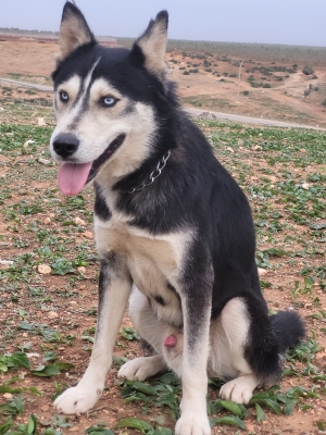 Husky siberian