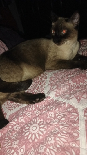 Chats à adopter