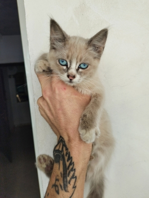 Ragdoll