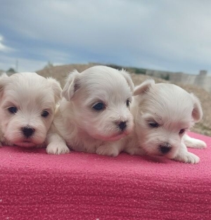 Bichon Maltais 💥