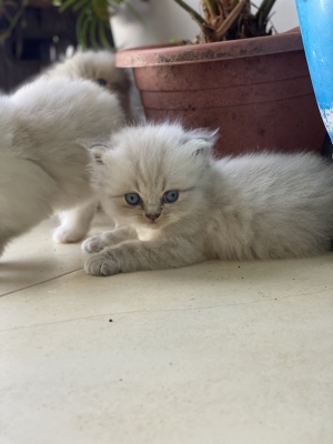 Chaton 2mois