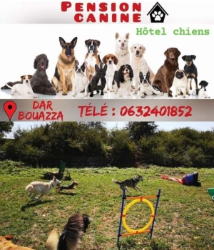 Hôtel pour chiens