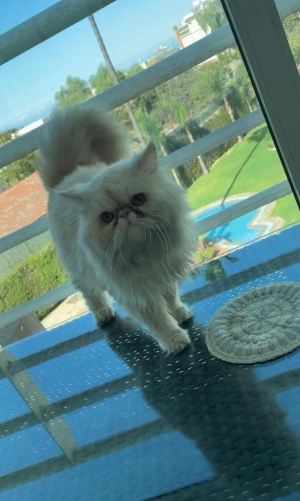 Chat persan