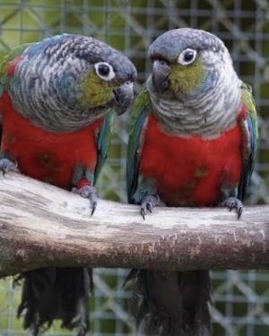 Crimson Perlata