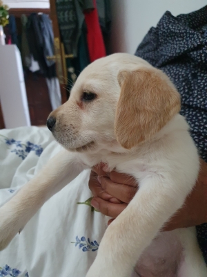 Labrador pure