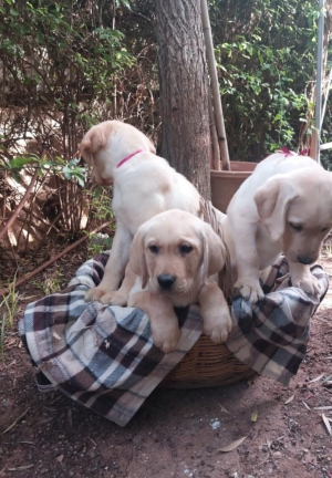Labrador