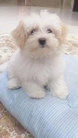 Bichon maltais