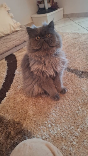 Chat persan