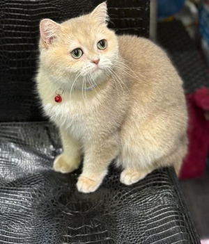 British short hair golden