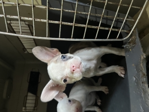 Bouledogue merle
