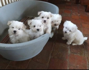 Bichon Maltais