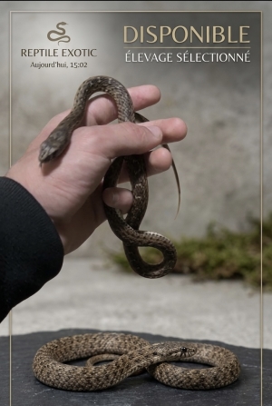 Serpent domestique