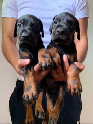 Doberman Pinsher