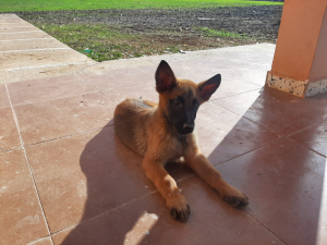 CHIOTS MALINOIS NÉ LE 09-10-2022