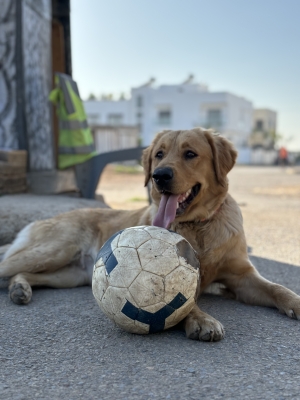 Labrador Golden retriever