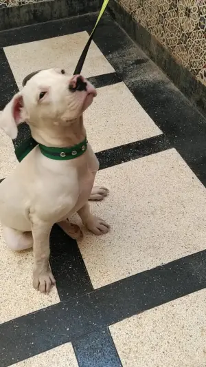 Dogue argentin