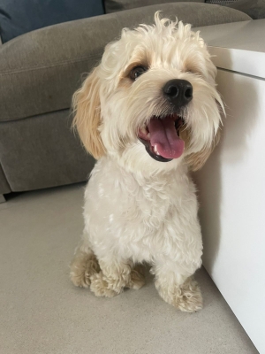 Bichon havanais